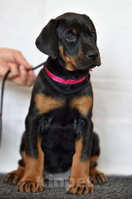 Собаки в Москве: Добермана щенки Девочка, 80 000 руб. - фото 2
