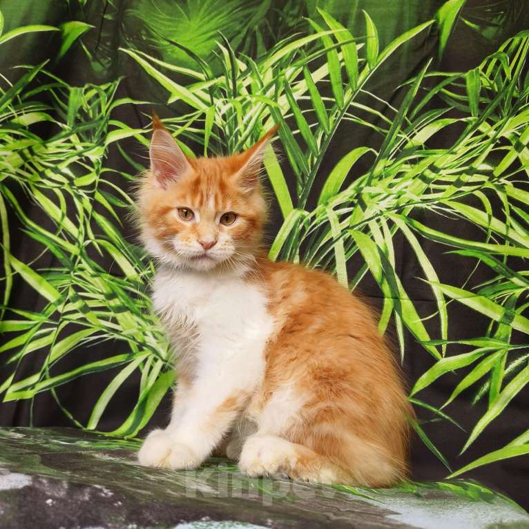 Кошки в Москве: Котёнок Мейн Кун Мальчик Мальчик, 65 000 руб. - фото 2