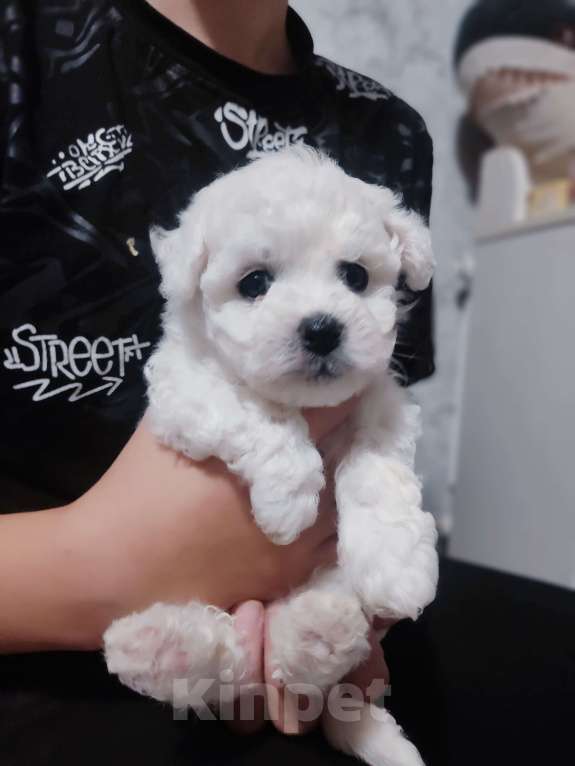 Собаки в Москве: Девочка бишон фризе Девочка, 90 000 руб. - фото 3