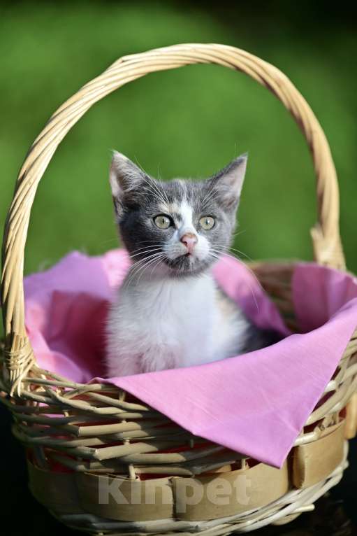 Кошки в Красногорске: Трехцветная кошечка Эмма 2,5 месяца ждет мам и пап Девочка, Бесплатно - фото 6