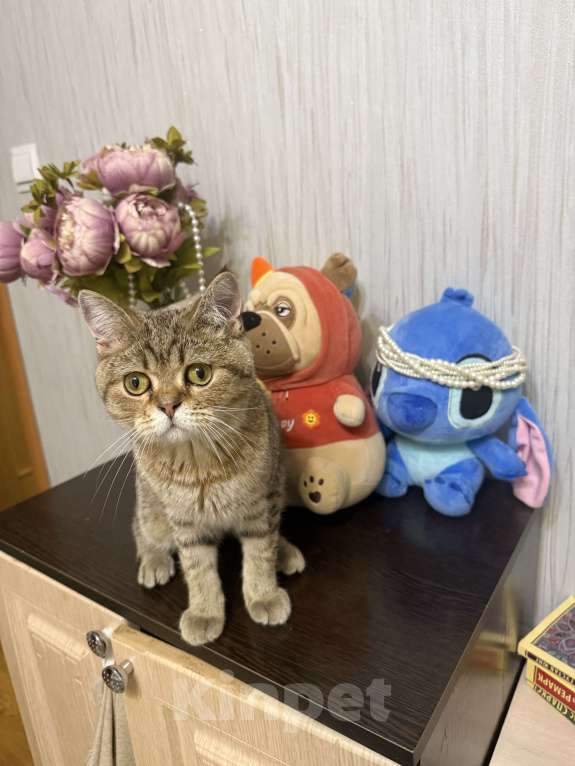 Кошки в Санкт-Петербурге: Отдам в добрые руки  Девочка, Бесплатно - фото 1