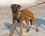 Собаки в Чехове: Красавец Лир в самые любящие руки Мальчик, Бесплатно - фото 2