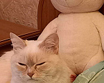 Кошки в Алапаевске: Белая кошечка Девочка, 1 руб. - фото 3