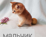 Кошки в Екатеринбурге: Шотландский котик. Мальчик, Бесплатно - фото 2