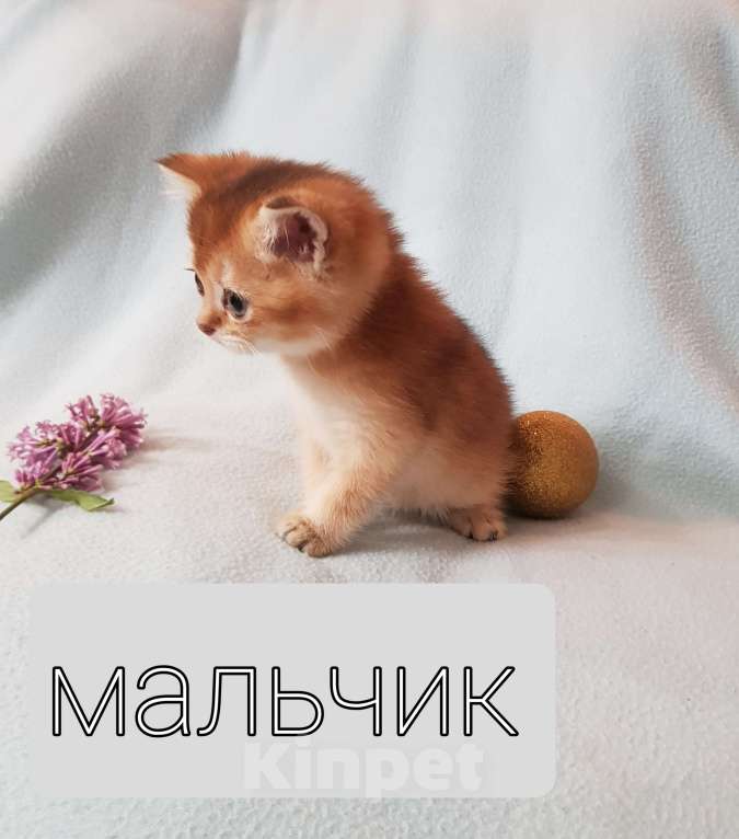 Кошки в Екатеринбурге: Шотландский котик. Мальчик, Бесплатно - фото 2