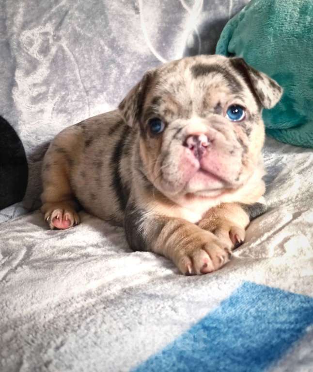 Собаки в Москве: Красивый мальчик Мальчик, 60 000 руб. - фото 1