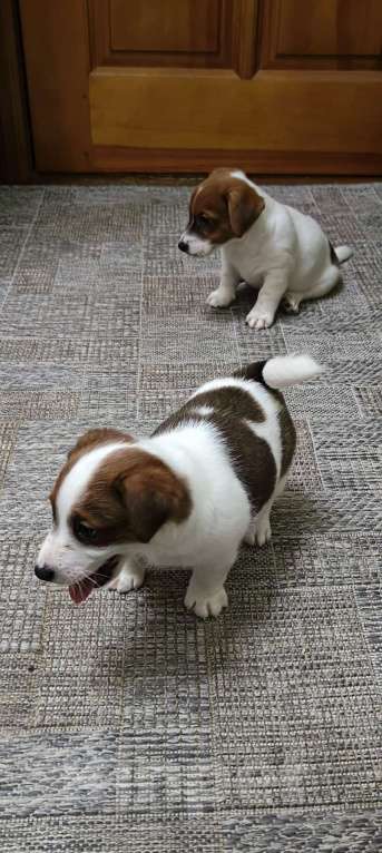 Собаки в Липецке: Щенки джек-рассел-терьер Мальчик, Бесплатно - фото 3