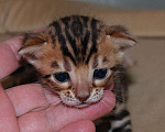 Кошки в Москве: Бенгальский котик  Мальчик, 70 000 руб. - фото 7