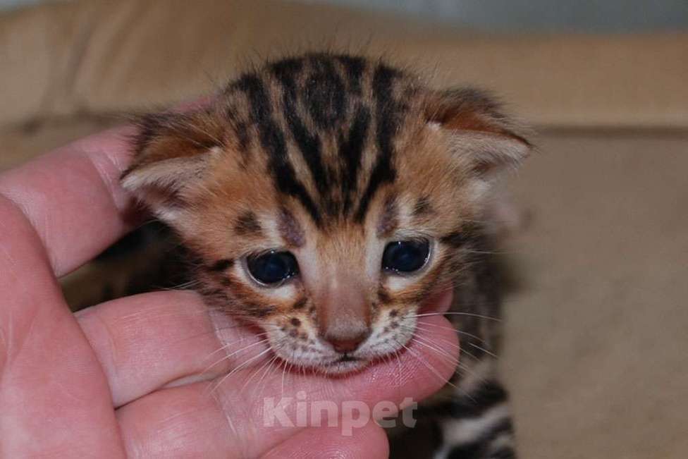 Кошки в Москве: Бенгальский котик  Мальчик, 70 000 руб. - фото 7