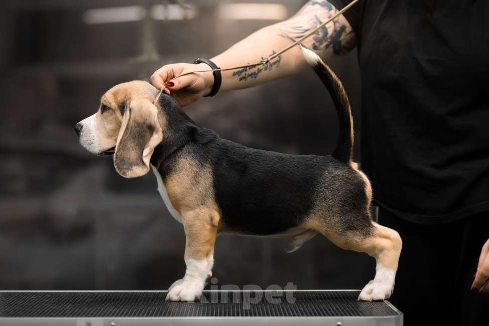 Собаки в Москве: Щенок бигль РКФ. Мальчик, 60 000 руб. - фото 1