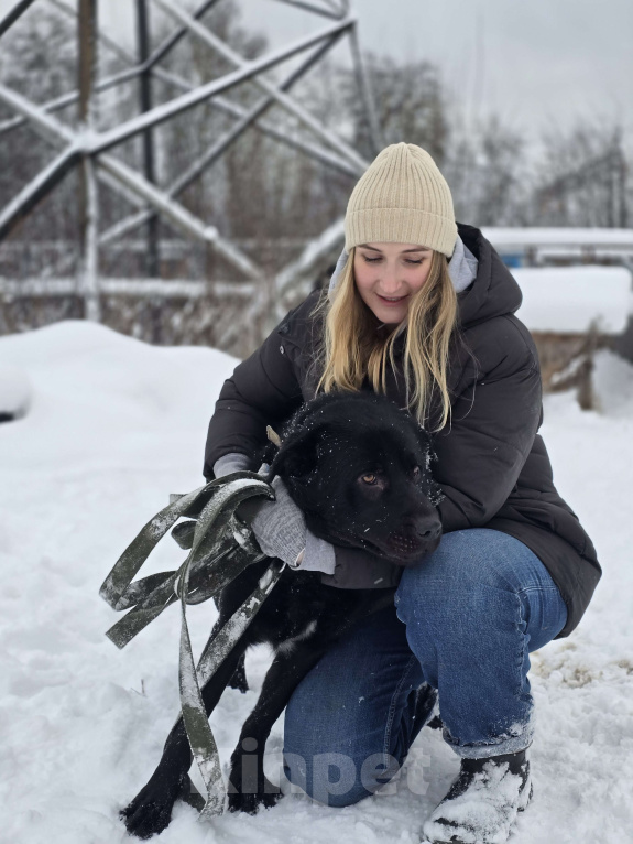 Собаки в Королеве: Обаятельный Чарли, метис лабрадора ищет дом Мальчик, Бесплатно - фото 6