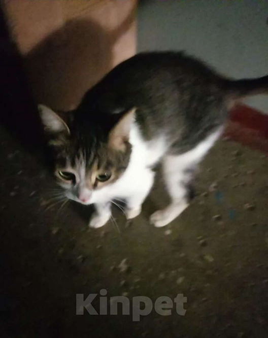 Кошки в Нижнем Новгороде: Домашний котик ищет любящих  и заботливых хозяев Мальчик, Бесплатно - фото 2