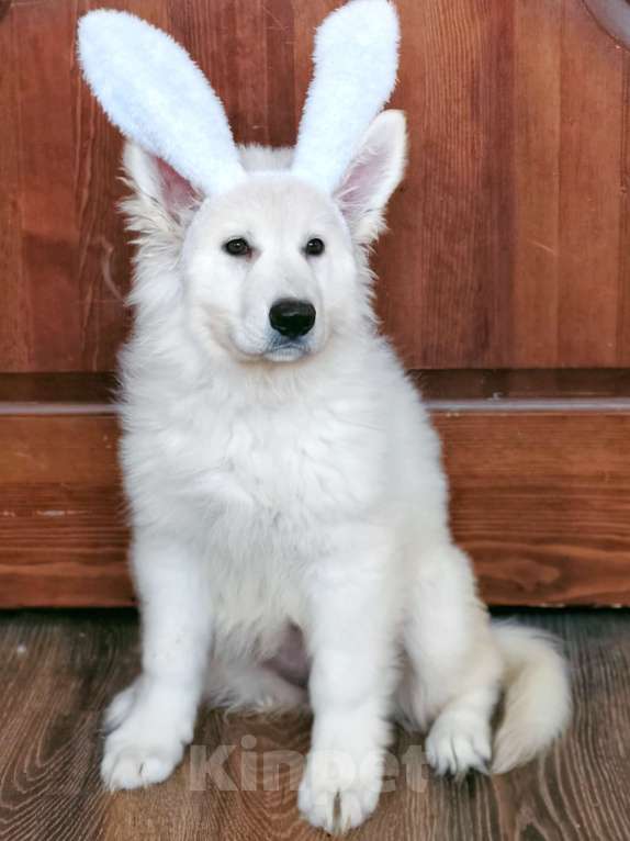 Собаки в Иркутске: Перспективная девочка БШО  Девочка, 100 000 руб. - фото 6