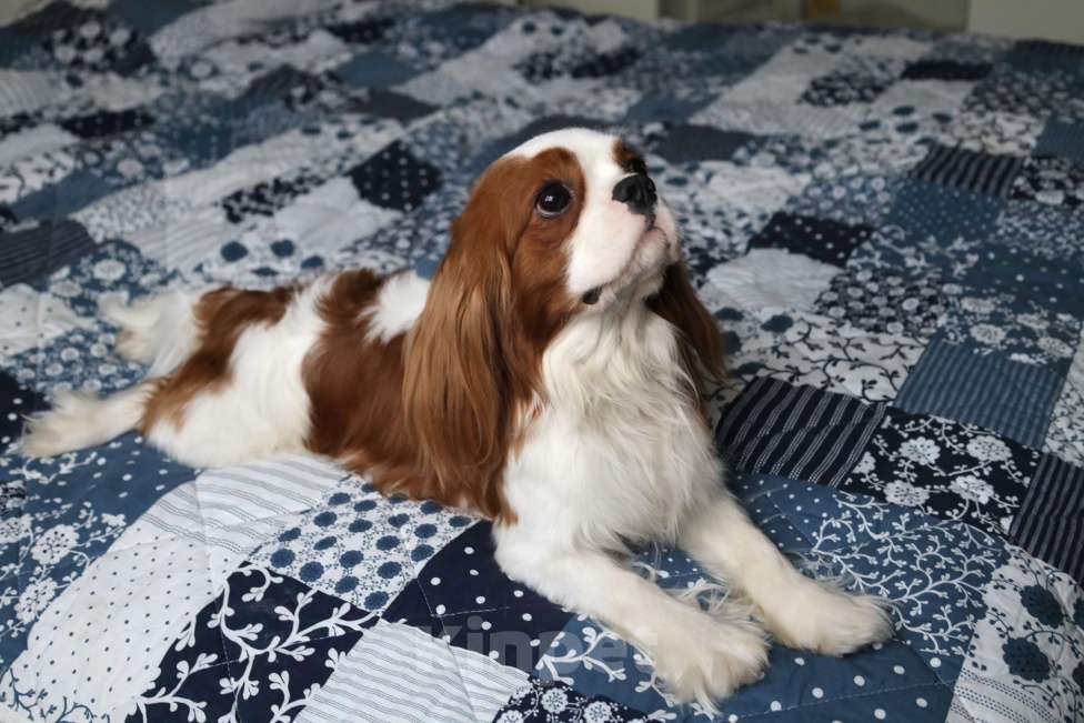 Собаки в Москве: Предлагается к продаже титулованный мальчик ККЧС Мальчик, 120 000 руб. - фото 4