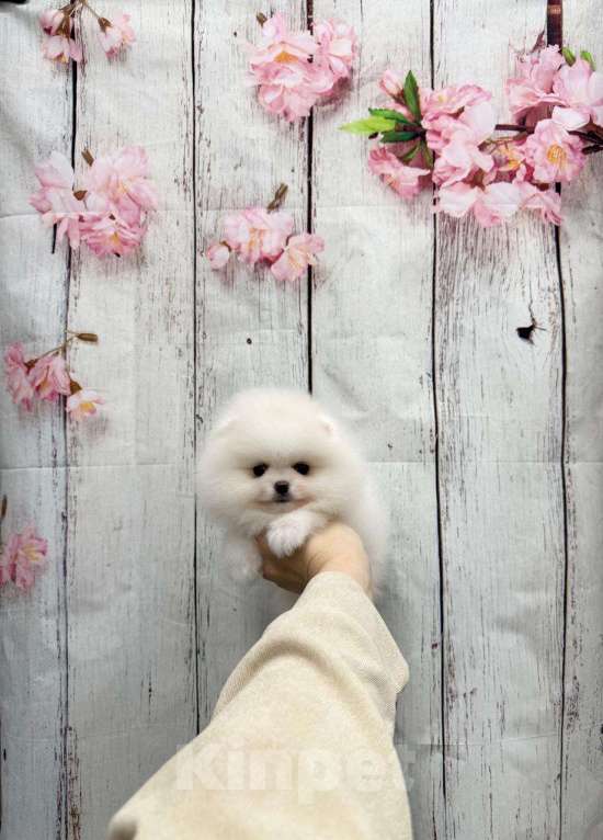 Собаки в Москве: Мальчик померанчик Мальчик, 30 000 руб. - фото 1