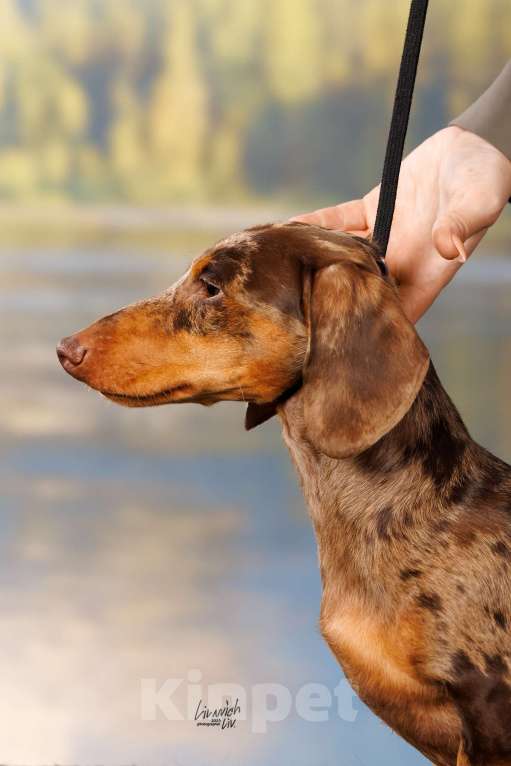Собаки в Москве: Миниатюрный коричнево-мраморный кобель, вязка Мальчик, Бесплатно - фото 1