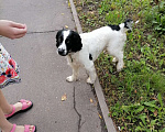 Собаки в Сергиеве Посаде: Найден черно белый спаниель ищет старого или нового хозяина Мальчик, Бесплатно - фото 2