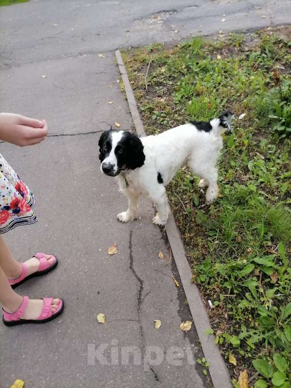 Собаки в Сергиеве Посаде: Найден черно белый спаниель ищет старого или нового хозяина Мальчик, Бесплатно - фото 2
