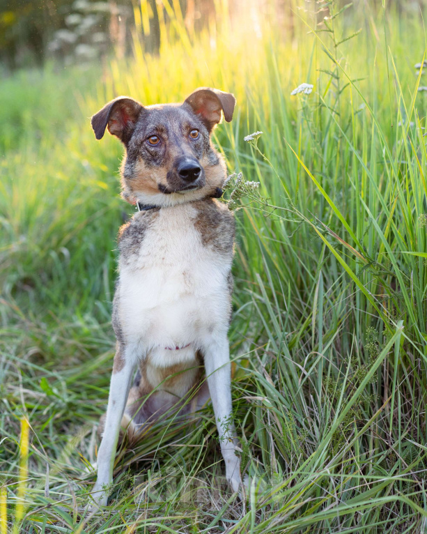 Собаки в Москве: Небольшая собачка в добрые руки! Девочка, Бесплатно - фото 7