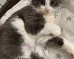 Кошки в Москве: Маленькая нежная кошка ищет дом Девочка, Бесплатно - фото 2