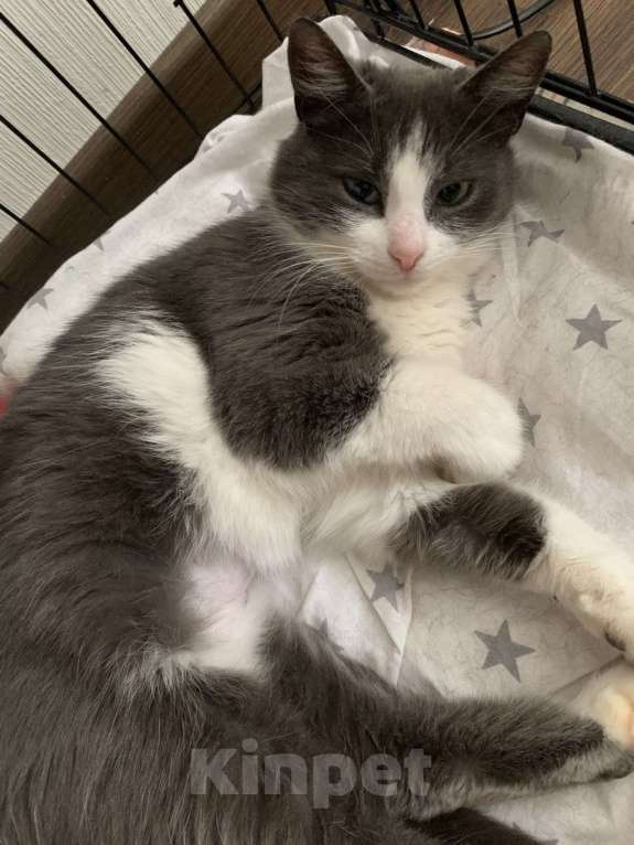 Кошки в Москве: Маленькая нежная кошка ищет дом Девочка, Бесплатно - фото 2