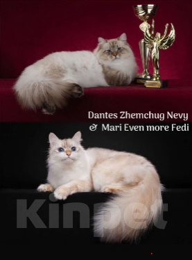 Кошки в Москве: Котенок-чемпион Девочка, 70 000 руб. - фото 8