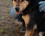 Собаки в Санкт-Петербурге: Гарри из приюта в добрые руки Мальчик, Бесплатно - фото 7