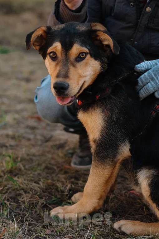 Собаки в Санкт-Петербурге: Гарри из приюта в добрые руки Мальчик, Бесплатно - фото 7
