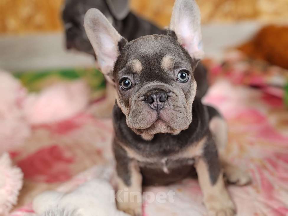 Собаки в Санкт-Петербурге: Шикарный лиловый мальчик Мальчик, 80 000 руб. - фото 2