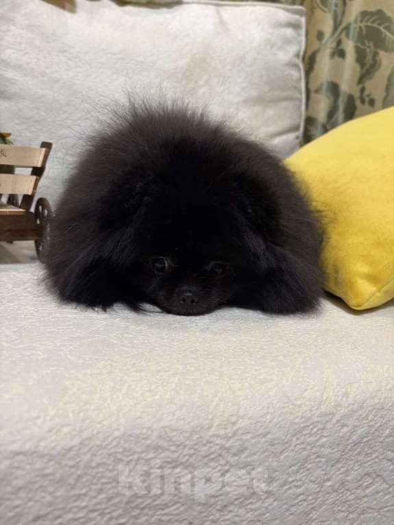 Собаки в Серпухове: Поиск самых лучших мампап!!! Девочка, Бесплатно - фото 3