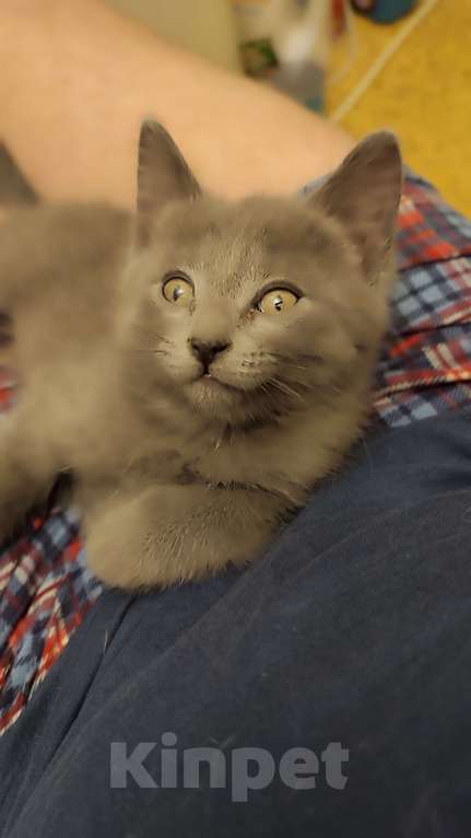 Кошки в Москве: Домашний ласковый котик Мальчик, Бесплатно - фото 2