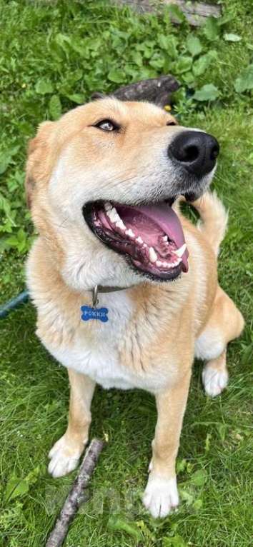 Собаки в Москве: Добрый и общительный рыжий пёс Рокки в добрые руки Мальчик, Бесплатно - фото 3