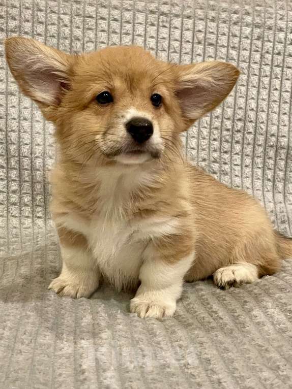 Собаки в Санкт-Петербурге: Вельш Корги Пемброк, девочки Девочка, 50 000 руб. - фото 3