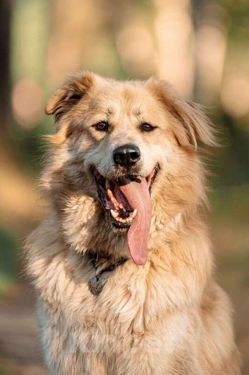 Собаки в Москве: Шикарный пёс Нортон в добрые руки. Мальчик, Бесплатно - фото 6