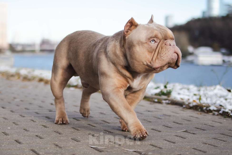 Собаки в Красногорске: премиум американский булли для вязки Мальчик, 90 000 руб. - фото 1