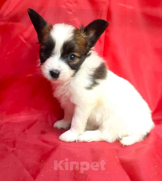 Собаки в Красноармейске: Щенки папийона Мальчик, 30 000 руб. - фото 7