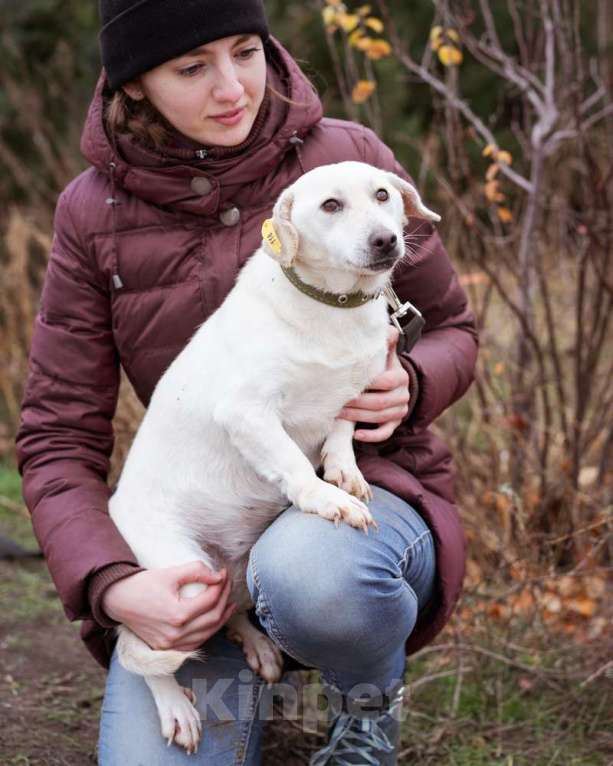 Собаки в Москве: Собака из приюта ищет дом Девочка, Бесплатно - фото 7