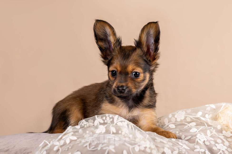 Собаки в Сосновом Бору: Щенок русского тоя длинношерстного Девочка, Бесплатно - фото 3