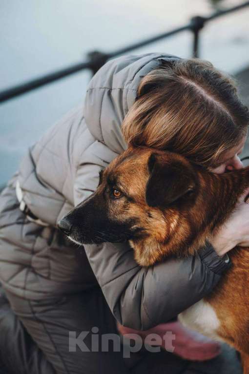 Собаки в Москве: Марти очень ждет семью Мальчик, Бесплатно - фото 2