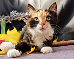 Кошки в Москве: Маленькая Мия, разноцветный котенок в добрые руки.. Девочка, Бесплатно - фото 5