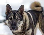 Собаки в Нарьяне-Маре: Кобель западно сибирской лайки, 3 года, на вязку. Мальчик, 1 руб. - фото 2