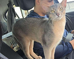 Кошки в Липецке: Абиссинский кот на вязку, 4 500 руб. - фото 1