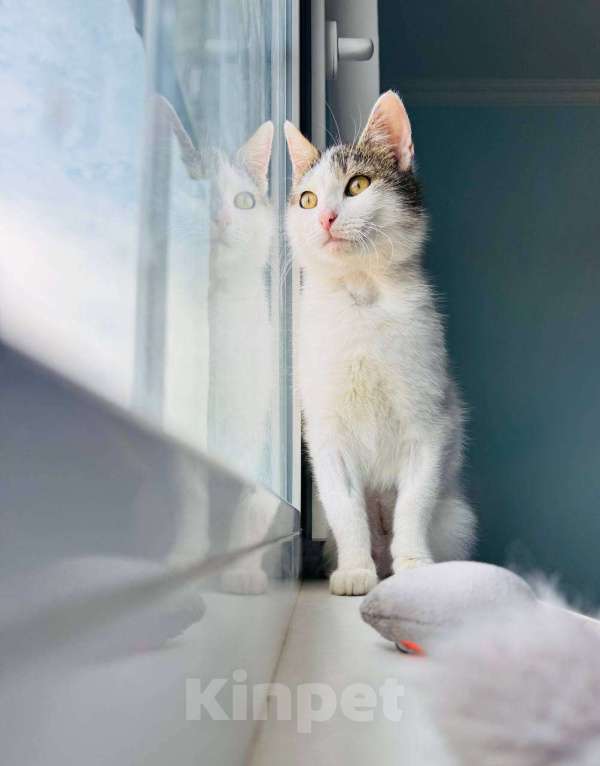 Кошки в Москве: Кошка Лизавета ищет семью Девочка, Бесплатно - фото 1