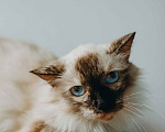 Кошки в Москве: Сима из кошачьей квартиры. Девочка, Бесплатно - фото 6