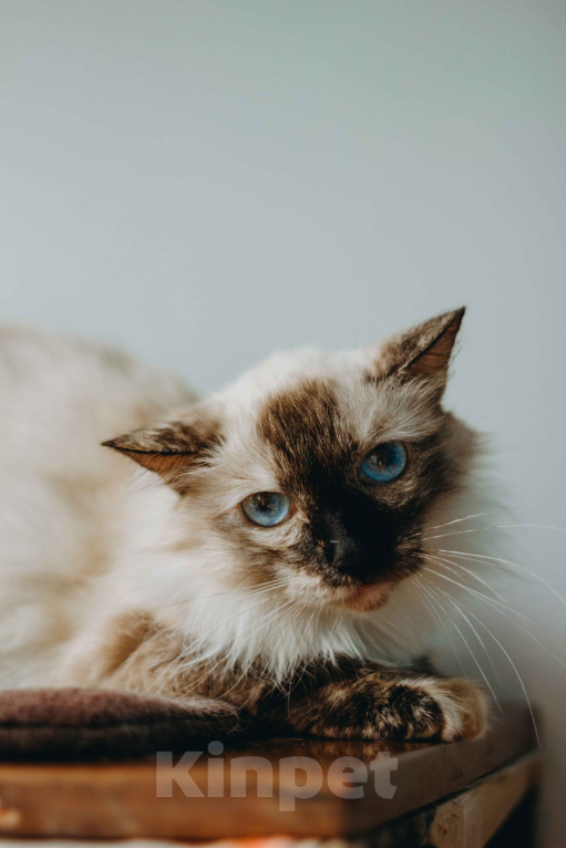 Кошки в Москве: Сима из кошачьей квартиры. Девочка, Бесплатно - фото 6