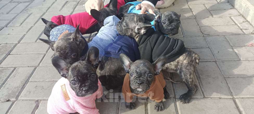 Собаки в Белгороде: французский бульдог  Девочка, Бесплатно - фото 1