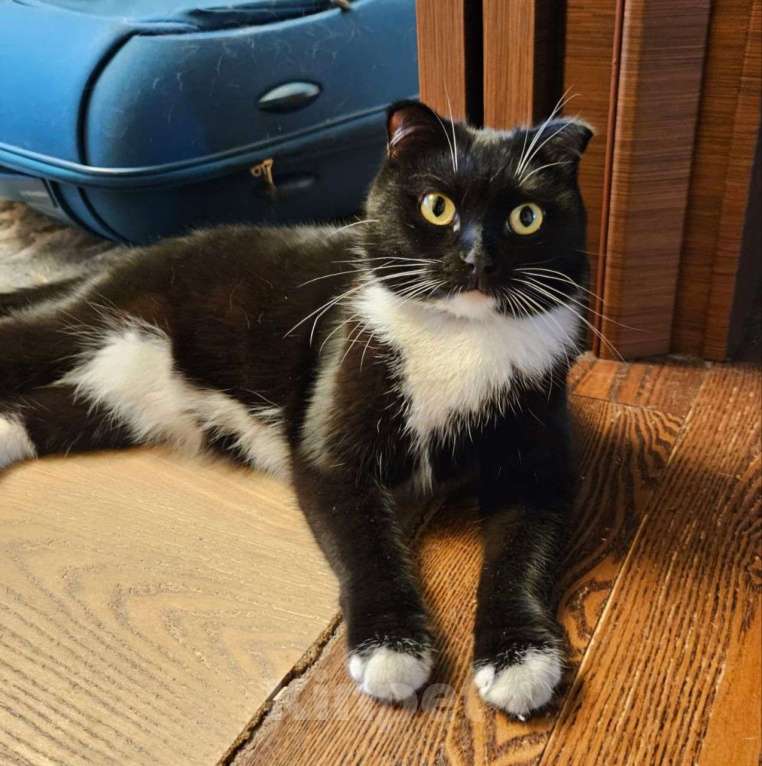 Кошки в Москве: Фигаро вернули на следующий день после пристройсва 💔 Мальчик, Бесплатно - фото 4