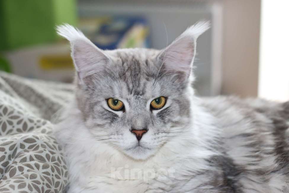 Кошки в Королеве: Котенок помета А; Мейн Кун, Айвенго. Мальчик, 40 000 руб. - фото 8