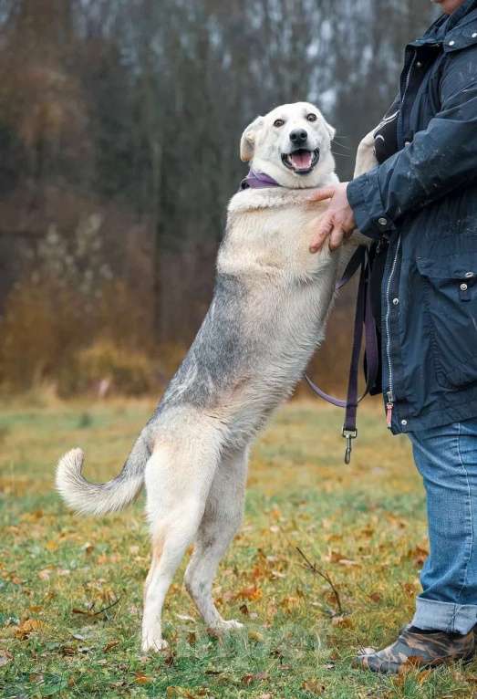 Собаки в Москве: Лана, 2 года, в добрые руки Девочка, Бесплатно - фото 4
