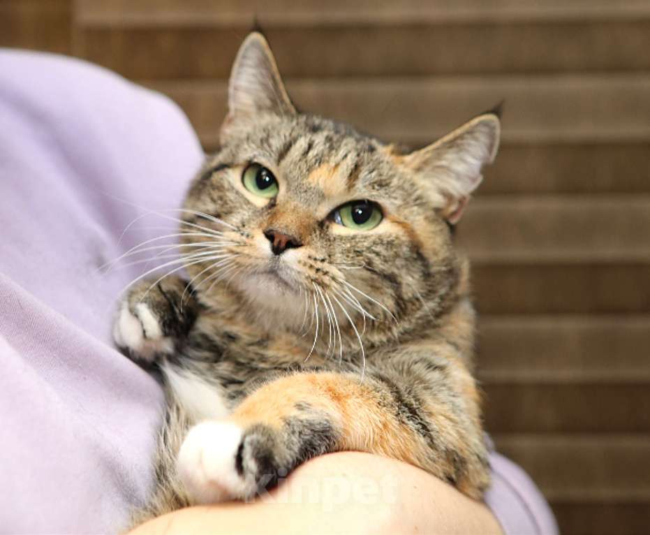 Кошки в Санкт-Петербурге: Кошка Девочка, Бесплатно - фото 2